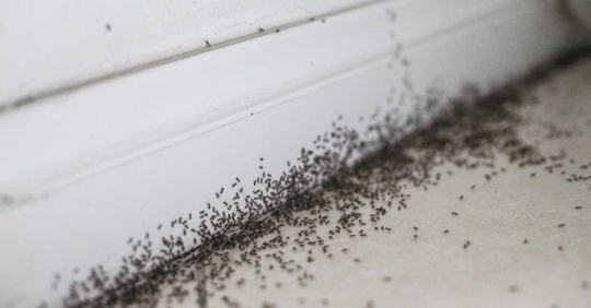 ant infestation at home