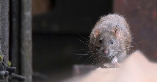 Brown rat on a fence