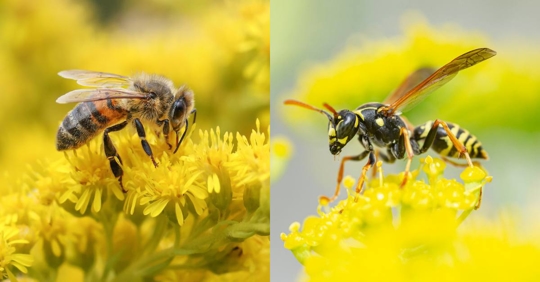 Honeybee vs. Yellow jacket wasp