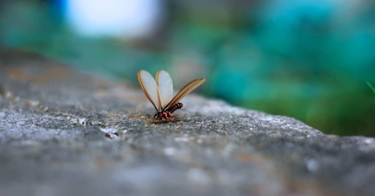 Termite with wings