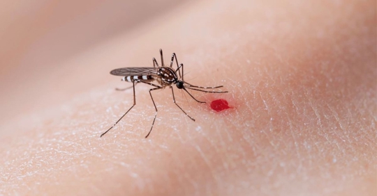 Mosquito Biting Human Skin