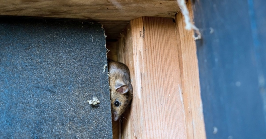 rat using a narrow structural gap as an entry point.