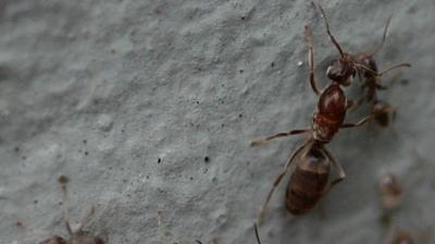 Queen and workers ants Photo