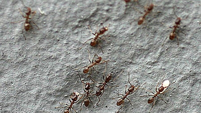 Worker and Eggs Photo