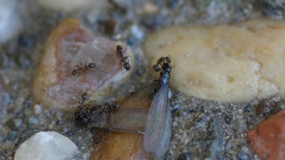 Ants attaching termites Photo
