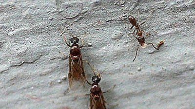 Swarmer Ants Photo