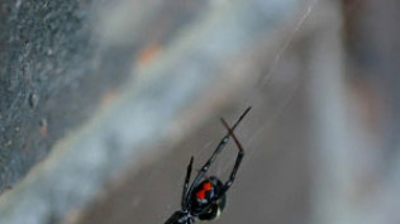 Black Widow Photo