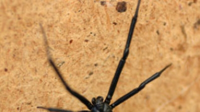 Black Widow With Egg Sack Photo