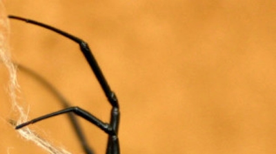 Black Widow With Egg Sack Photo