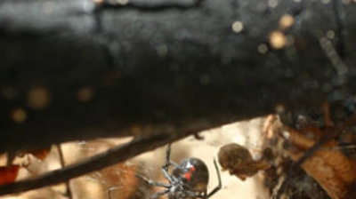 Black Widow With Egg Capsule Photo