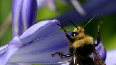 Bumble Bee Photo
