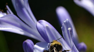 Bumble Bee Photo