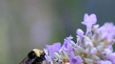 Bumble Bee Photo