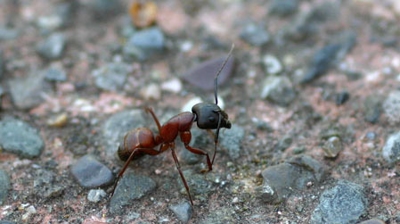 Worker ant Photo