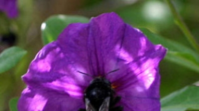 Carpenter Bee Photo