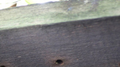 Carpenter Bee Nest Hole Photo