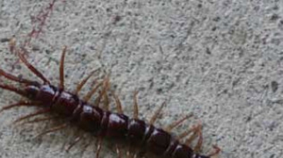 Centipedes Photo