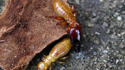 Soldier and worker Photo