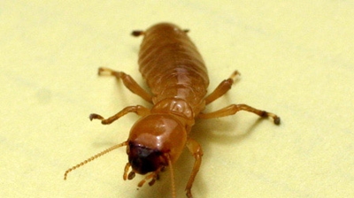Worker termite Photo