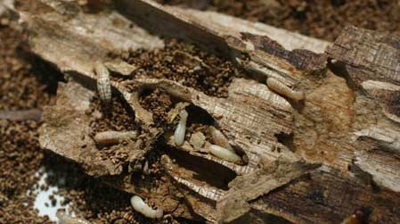 Drywood termites Photo