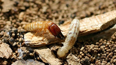 Soldier and worker Photo