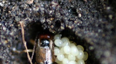 Earwig with eggs Photo