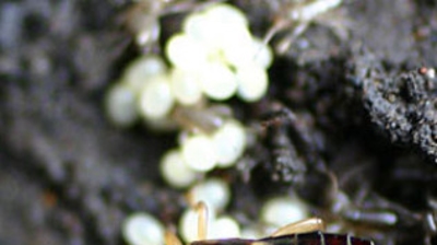 Earwig with eggs Photo