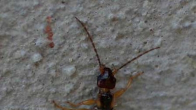 Earwig Photo