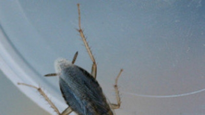 German Cockroach Photo