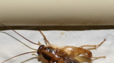 Sterilized Roach Photo