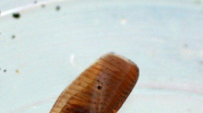 Egg Capsule Photo