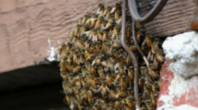 Swarm Ball on Building Photo