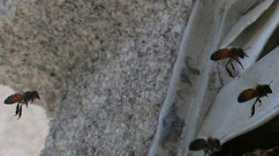 Honey Bees in Dryer Vent Photo