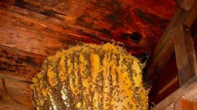 Nest in Garage Photo