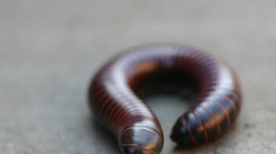 Millipede Photo