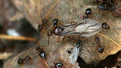 King, queen, and workers Photo