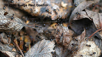 King, queen, and workers Photo
