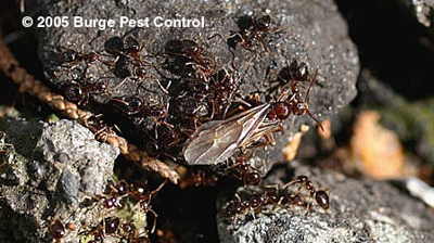 Queen and workers Photo