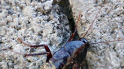 Oriental Cockroaches Photo