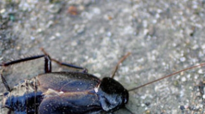 Oriental Cockroaches Photo