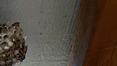 Multiple Nests in Shed Photo