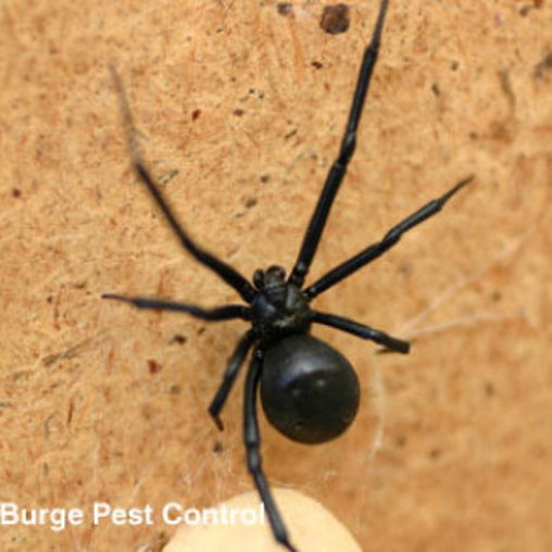 Black Widow | Burge Pest Control