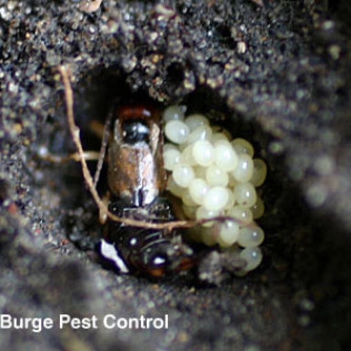 Earwigs | Burge Pest Control