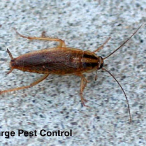 German Cockroach | Burge Pest Control