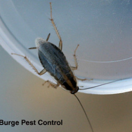 German Cockroach | Burge Pest Control