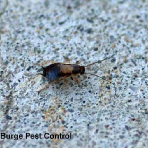 German Cockroach | Burge Pest Control