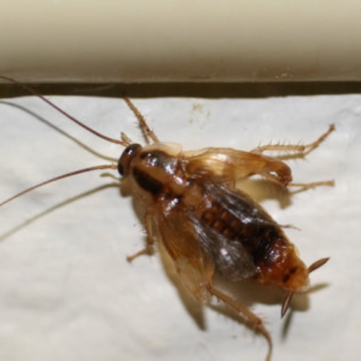 German Cockroach | Burge Pest Control