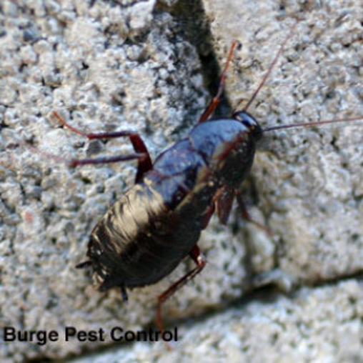 Oriental Cockroach | Burge Pest Control